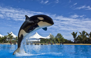 Loro Park pokaz orek - Teneryfa