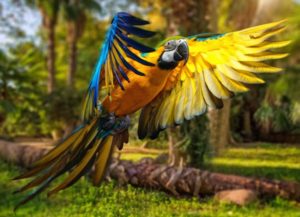 Loro Park Teneryfa - papugi