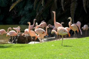 Loro Park - Teneryfa flamingi