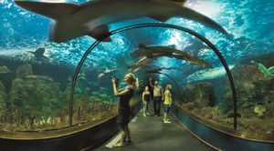 Loro Park Teneryfa - oceanarium