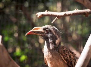 Jungle park Teneryfa