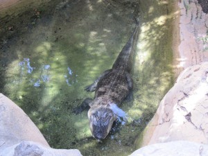 Jungle Park Teneryfa