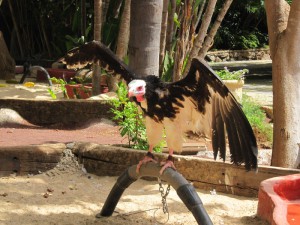 Jungle Park Teneryfa