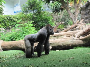 Loro Park Teneryfa