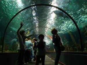 Loro Park Teneryfa